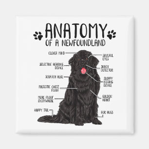 Funny Anatomy Newfoundland Dog Cute Newfie Lover Magnet