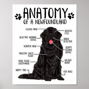 Funny Anatomy Newfoundland Dog Cute Newfie Lover Poster