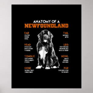Funny Anatomy Of A Newfoundland Dogs Poster
