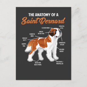 Funny Anatomy of a Saint Bernard Dog Animal Friend Postcard