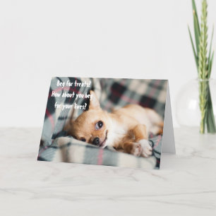 Funny Angry Chihuahua Beg For Lives Greeting Card
