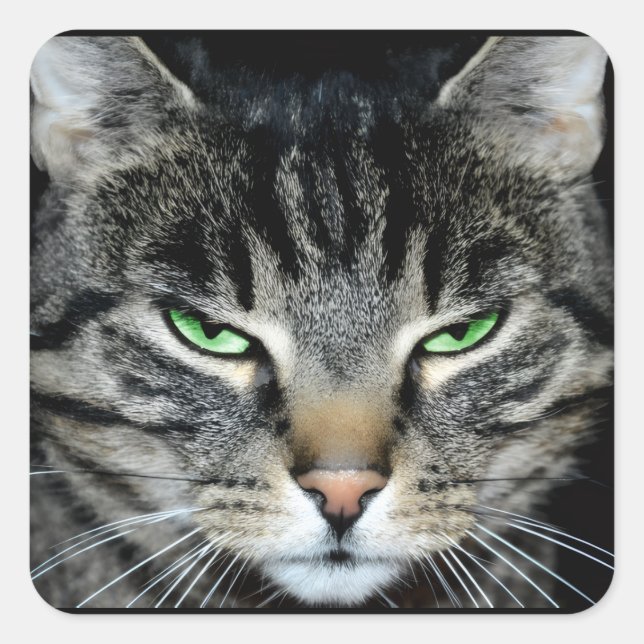 Funny Angry Grumpy Judgemental Cat Square Sticker (Front)