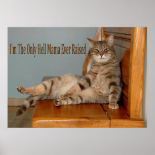 Funny Animal Memes Cat Memes Humourous Photos Poster