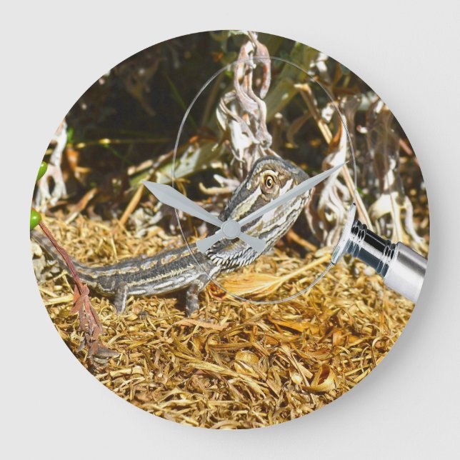 Funny Baby Bearded Dragon, Wall Clock (Front)