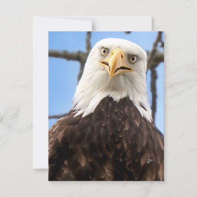 Funny Bald Eagle Face Wildlife Photography Blank (Front)