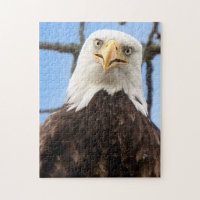 Funny Bald Eagle Face Wildlife Photography