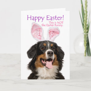 Funny Bernese Mt. Dog Easter Card