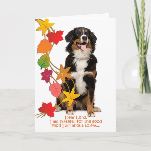 Funny Bernese Mt. Dog Thanksgiving Card (Front)