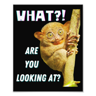 Funny Big Eyed Tarsier What Are You Looking At Photo Print