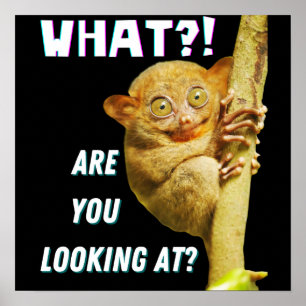 Funny Big Eyed Tarsier What Are You Looking At Poster