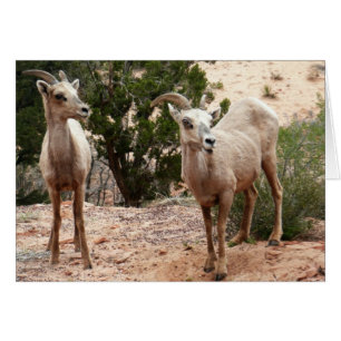 Funny Bighorn Sheep at Zion National Park