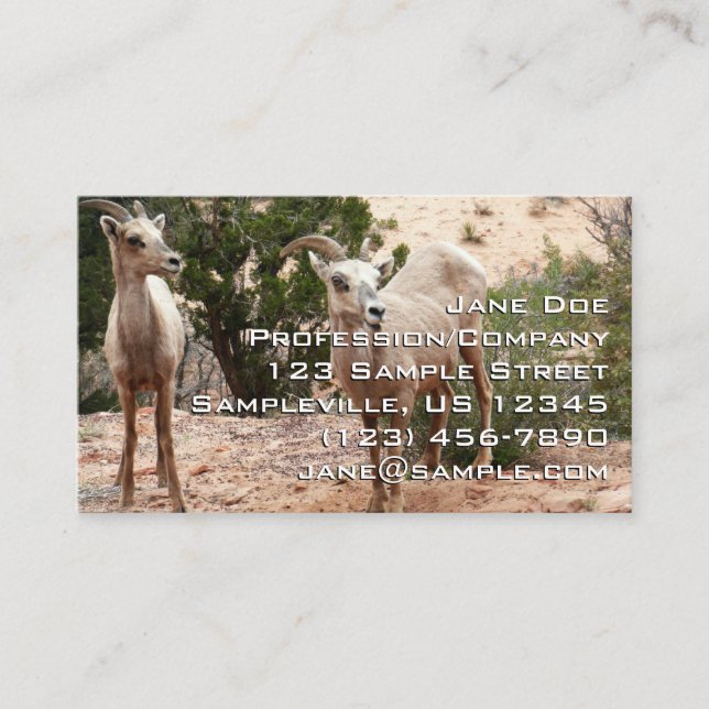 Funny Bighorn Sheep at Zion National Park Business Card (Front)