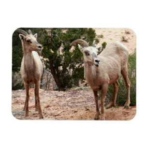 Funny Bighorn Sheep at Zion National Park Magnet