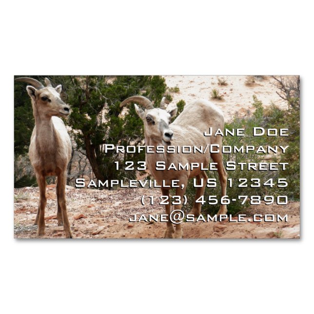 Funny Bighorn Sheep at Zion National Park Magnetic Business Card (Front)