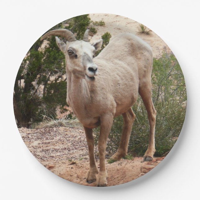 Funny Bighorn Sheep at Zion National Park Paper Plate (Front)