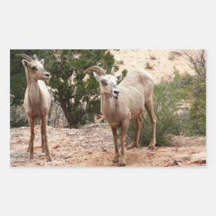 Funny Bighorn Sheep at Zion National Park Rectangular Sticker