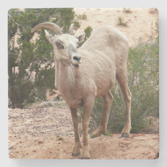 Funny Bighorn Sheep at Zion National Park Stone Coaster (Front)