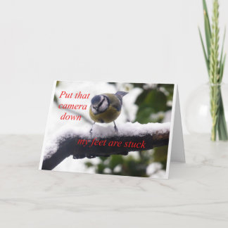 funny bird in the snow card