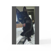 Funny birthday card 50th cat