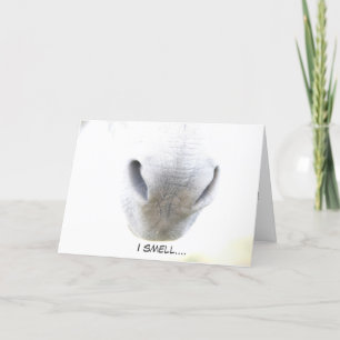 Funny Birthday card featuring donkey