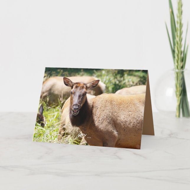 Funny Birthday card featuring elk (Front)