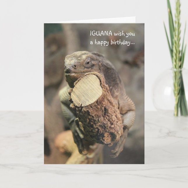 Funny Birthday Card, Iguana napping Card (Front)