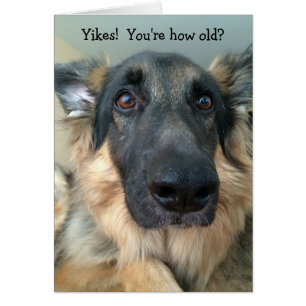 Funny Birthday Greeting - Younger in Dog Years!