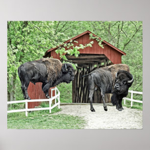 Funny Bison At The Covered Bridge Poster