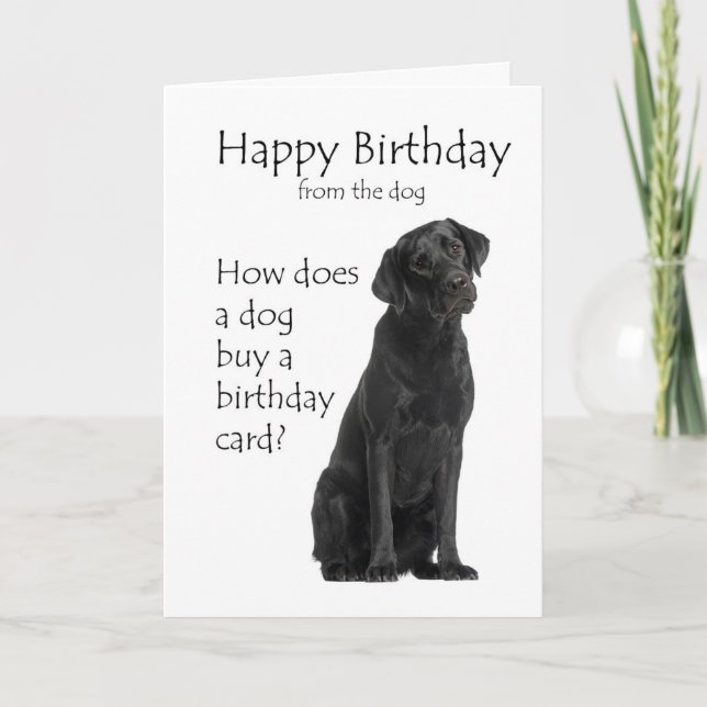 Funny Black Lab Birthday Humour Card (Front)