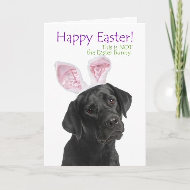 Funny Black Lab Easter Bunny Ears Holiday Card (Front)