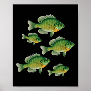 Funny Bluegill Sunfish Fishing Freshwater Fish Ang Poster