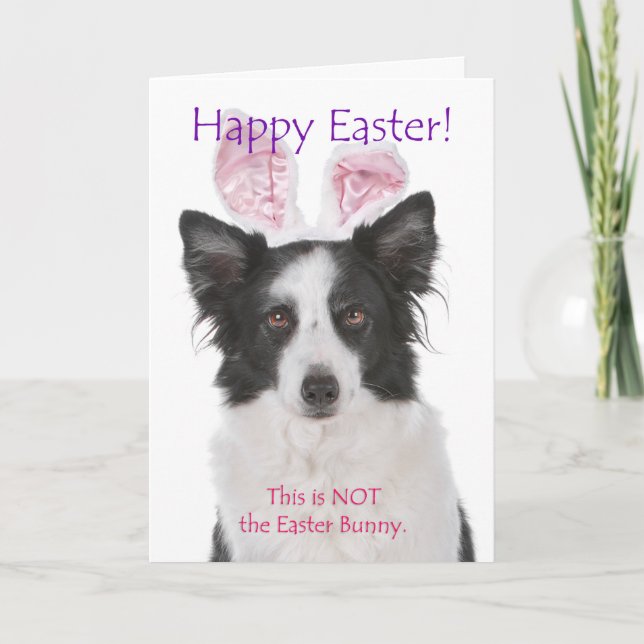 Funny Border Collie Easter Card (Front)