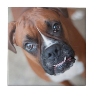 Funny boxer dog tile