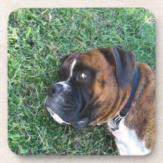 Funny Brindle Boxer Dog Coasters