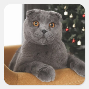 Funny British cat and christmas tree Square Sticker