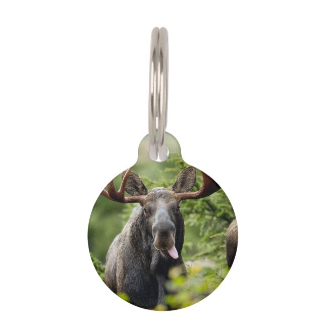 Funny Bull Moose Pet Tag (Front)