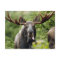 Funny Bull Moose
