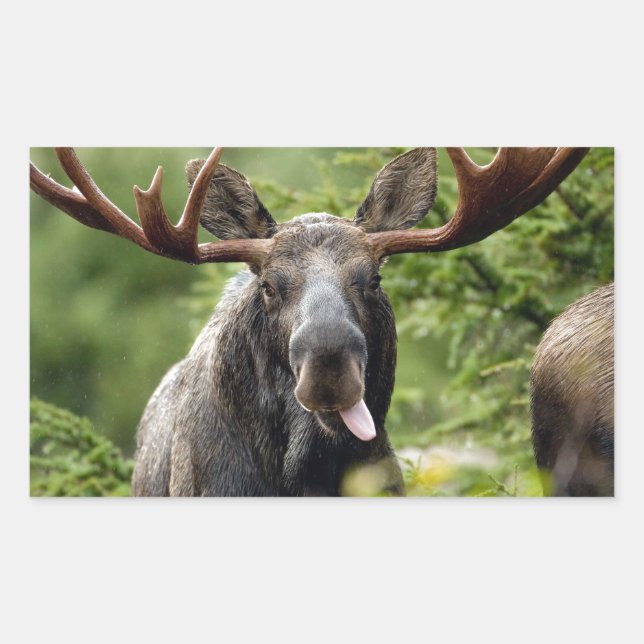 Funny Bull Moose Rectangular Sticker (Front)