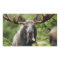 Funny Bull Moose