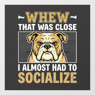 Funny Bulldog Socialise Dog