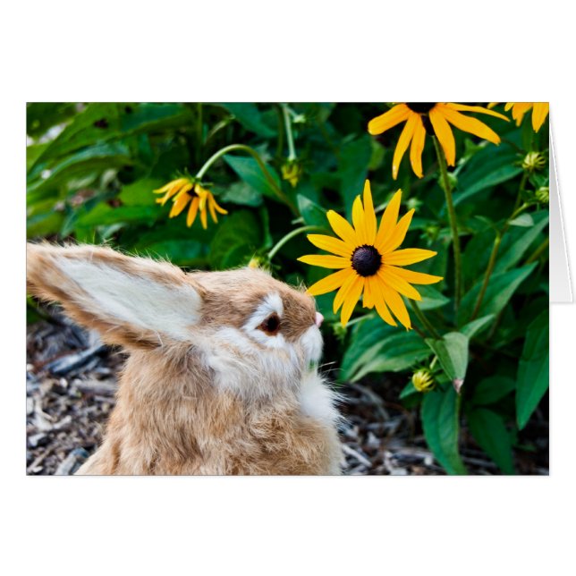 Funny Bunny (Front Horizontal)