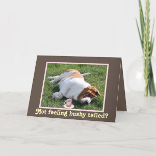 Funny Bushy Tailed "Get Well" Card w/Basset Hound