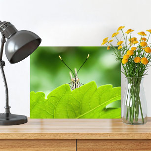 Funny Butterfly Peeks Over Leaf Photo Print