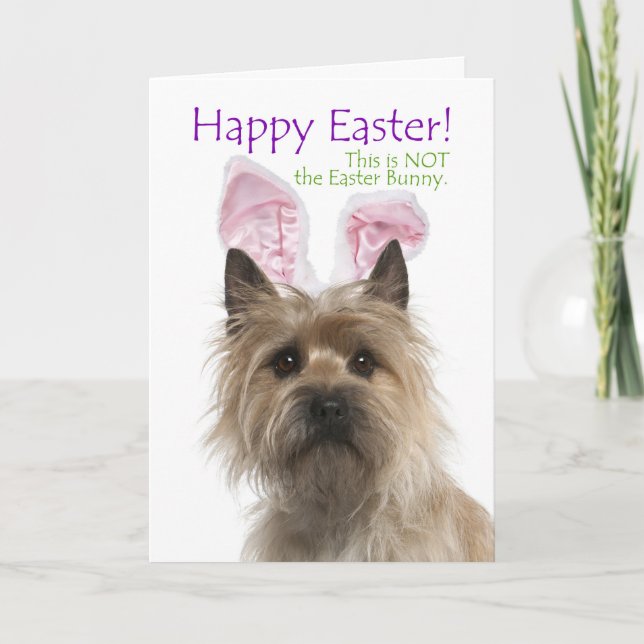 Funny Cairn Terrier Easter Card (Front)