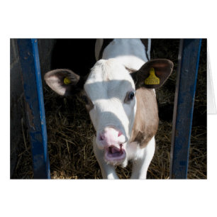 Funny Calf