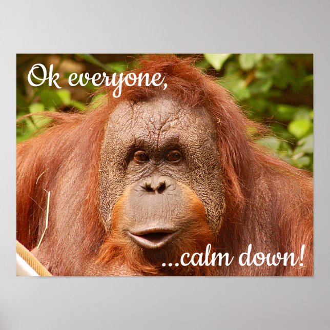 Funny calm orangutan poster (Front)