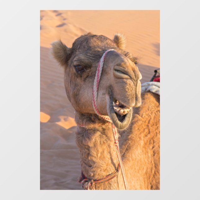 Funny Camel (Sheet)