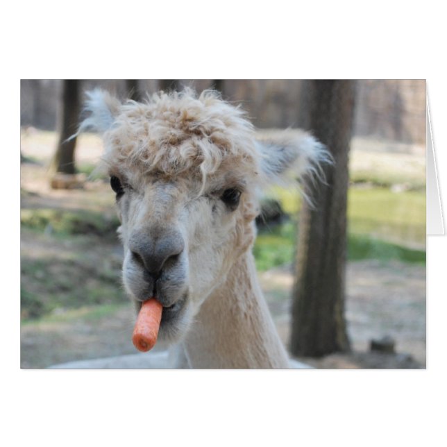 Funny camel (Front Horizontal)