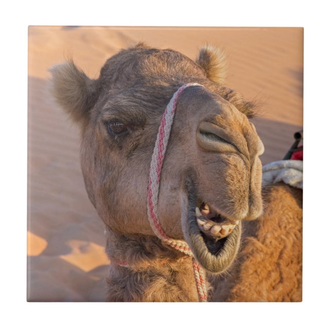 Funny Camel Ceramic Tile (Front)