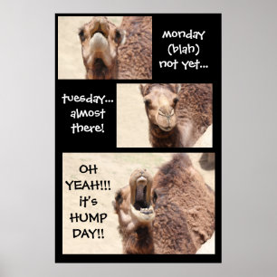 Funny Camel Hump Day COUNTDOWN Poster (24x36)